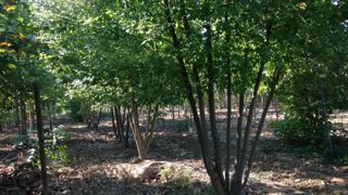 Les pépinières Imbert (Anse, 69) organisent le 13 octobre une journée sur le thème : « Urgence climatique, quels arbres pour demain ? ». © Pépinières Imbert